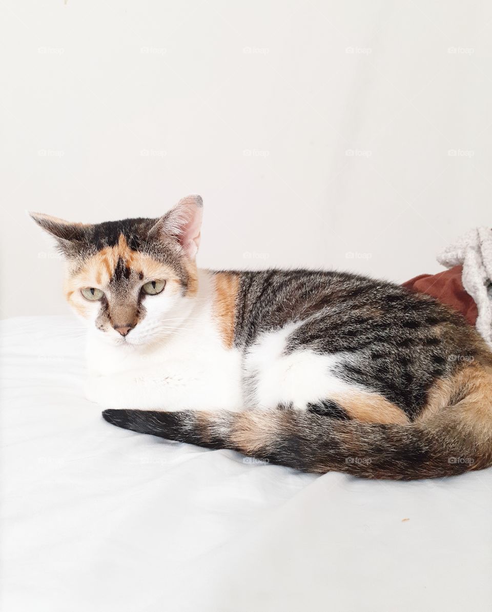 A calico cat lays on white sheets on a bed, thoroughly unimpressed that her human is taking her picture.