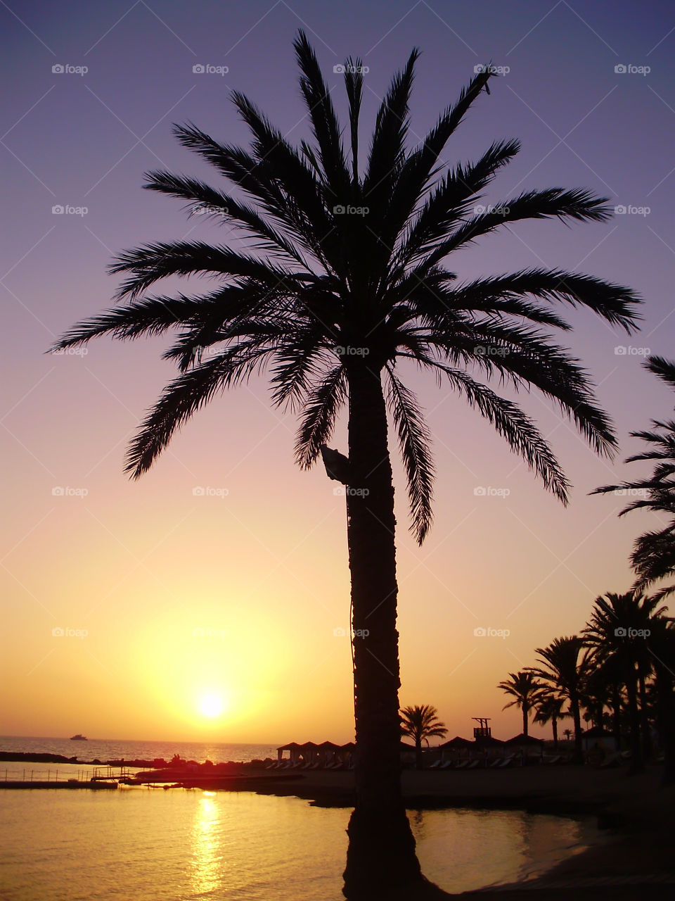 Palm tree silhouette at summer sunset 