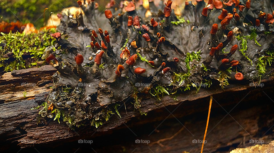 Peltigera polydactylon.