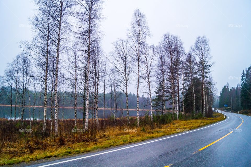 road through the forest