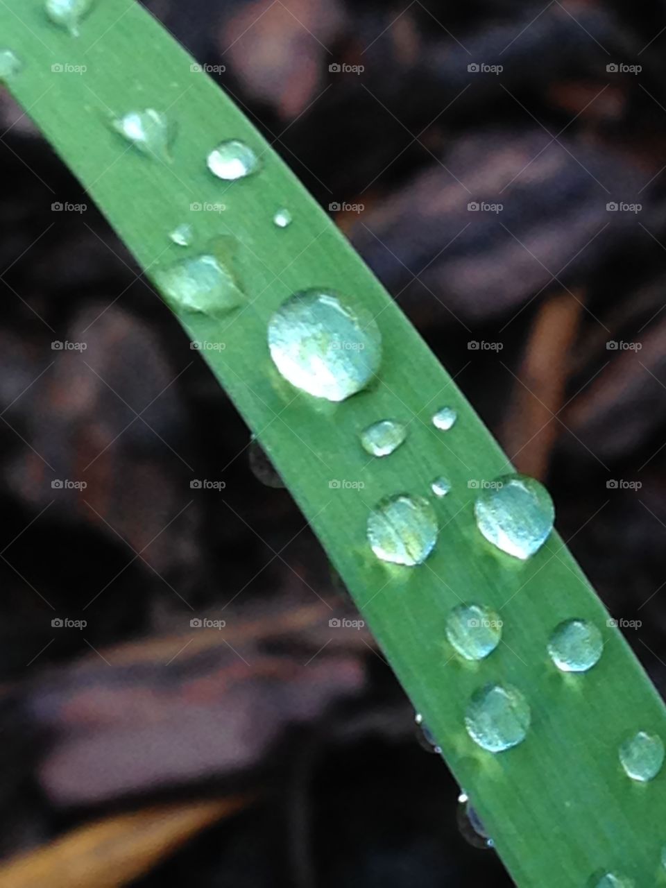 After the rain. Raindrops on a day lily stem