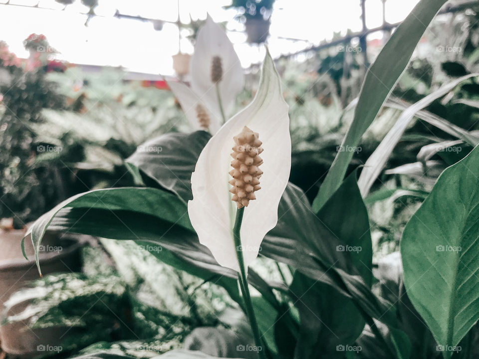 Flowers, beautiful in white, green leaves 