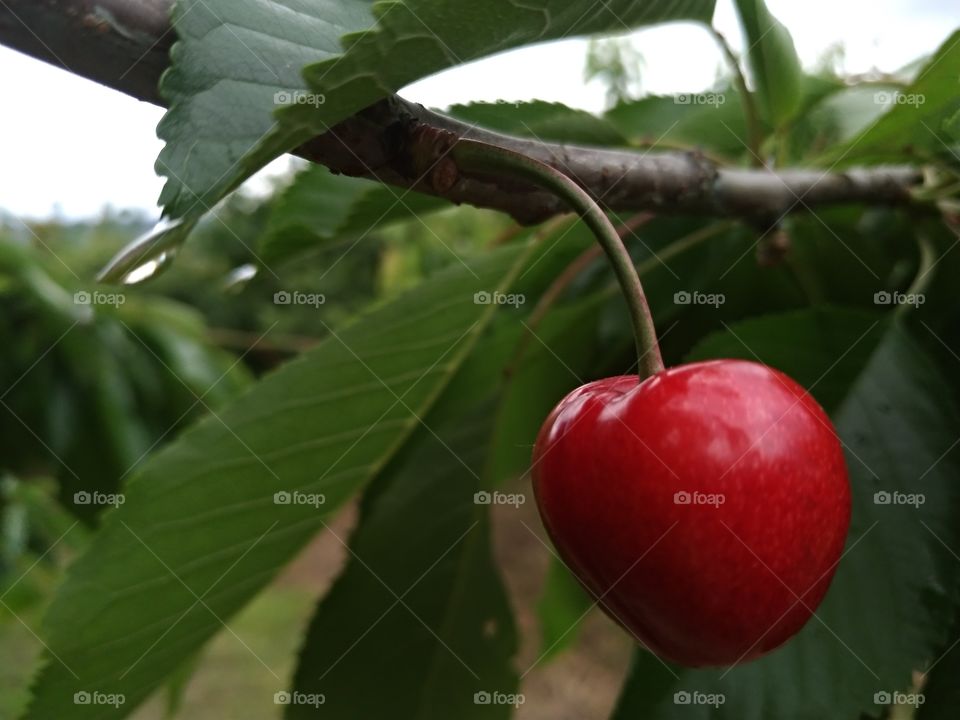 Una cereza en el árbol