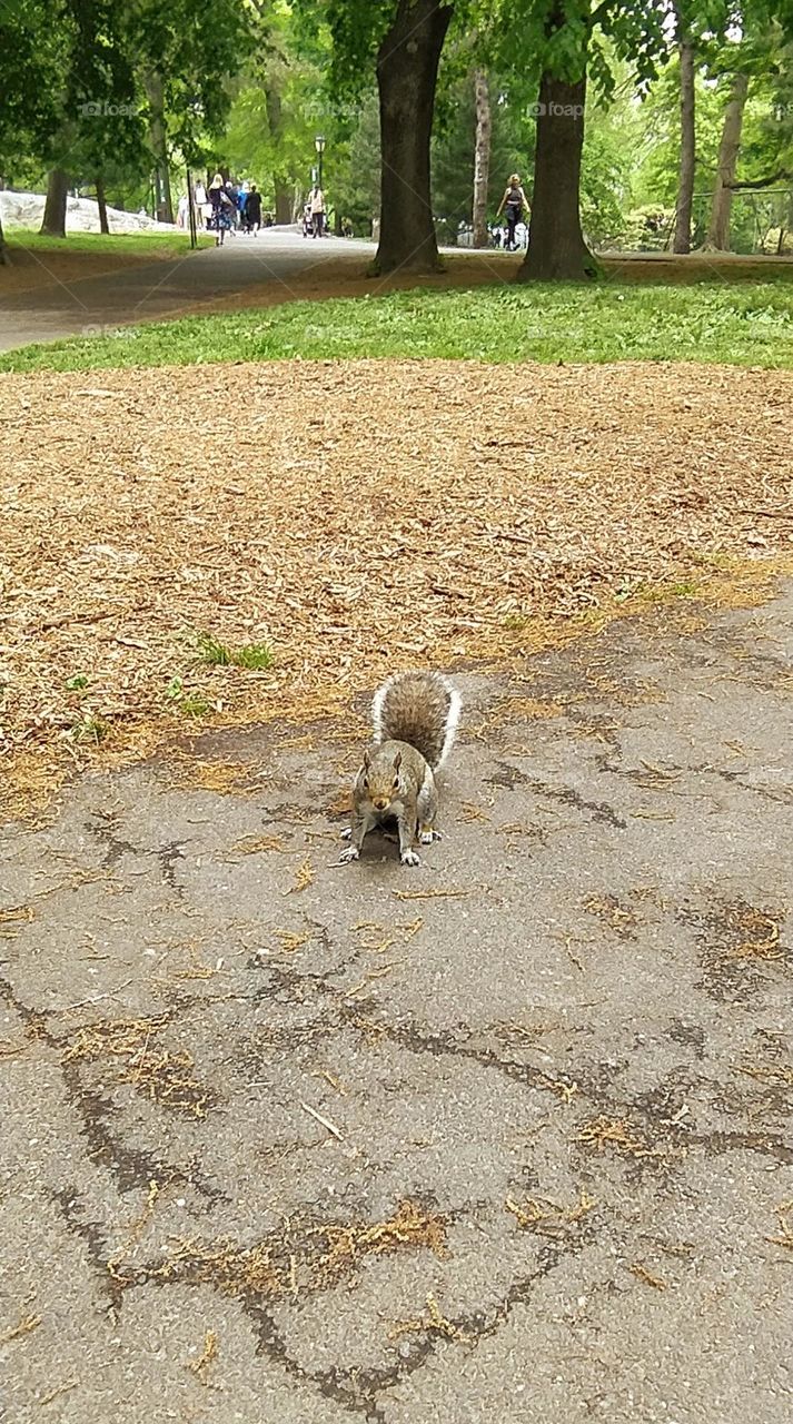 squirrel as surprised as us in the alleys of Central Park in New York City