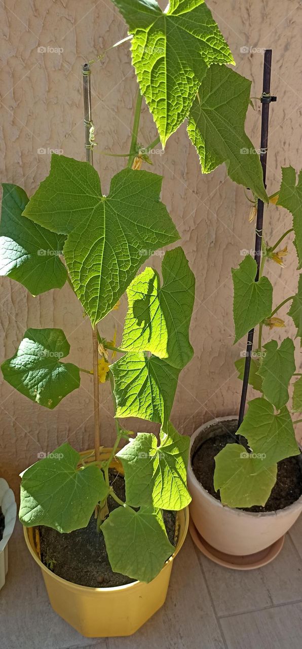 cucumber 🥒 green leaves in the pot home gardening, love earth 🌎