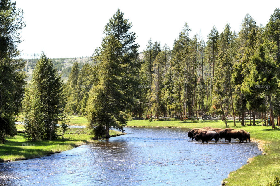 Group of animals crossing river