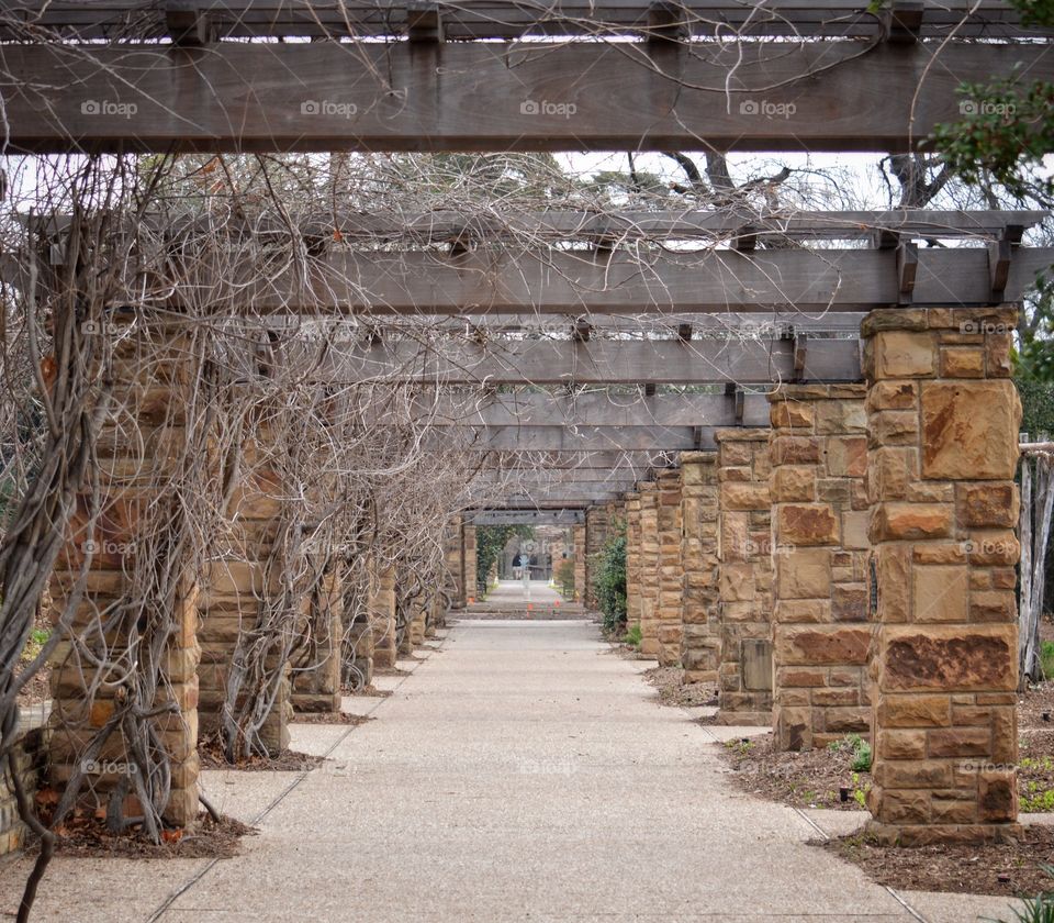 Dormant grapevines on a pergola trail. 