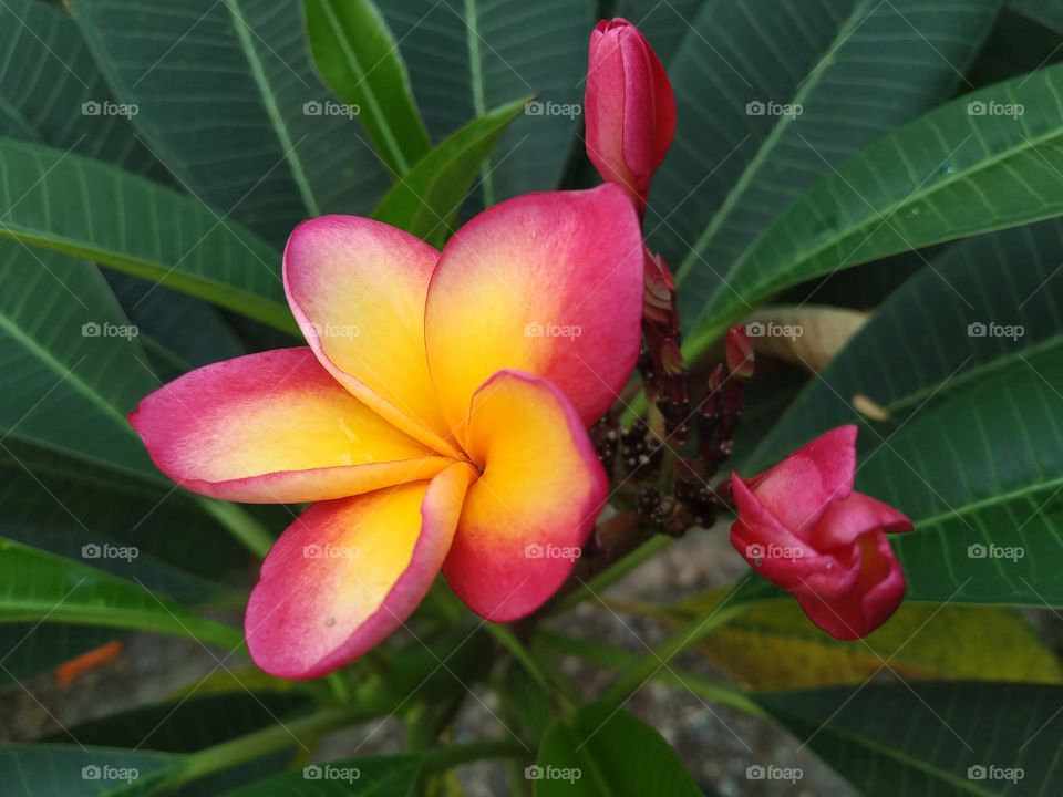View of Frangipani flowers that bloom beautifully