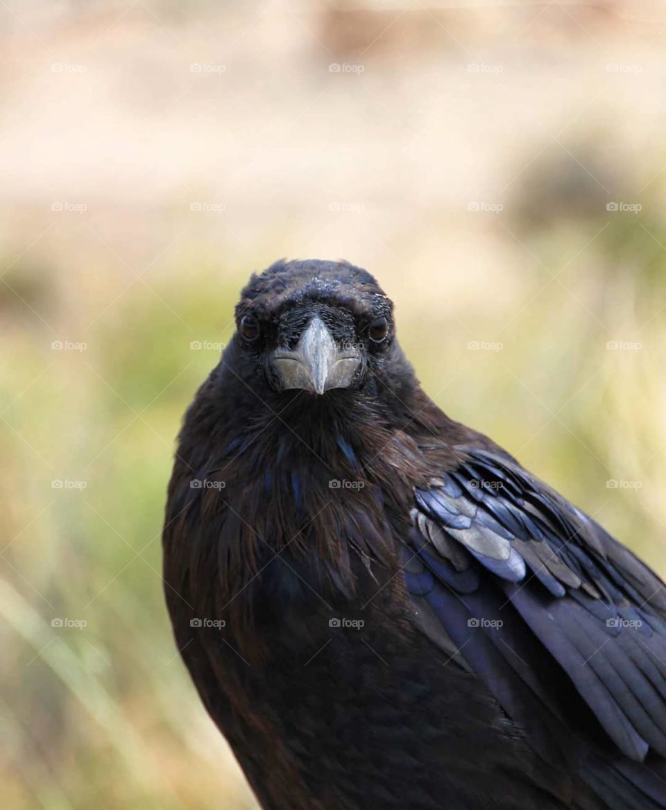 raven looking at viewer, straight view, beak, birb