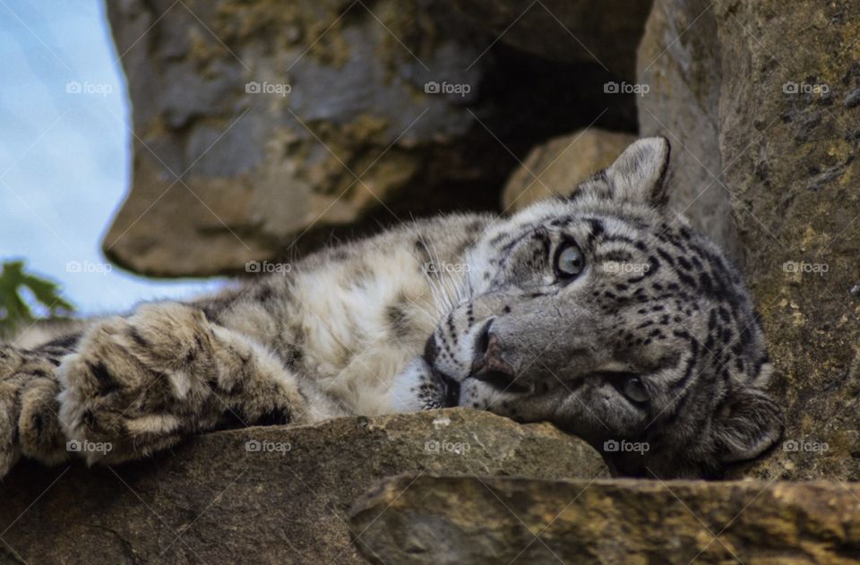Snow leopard laying on rocks 