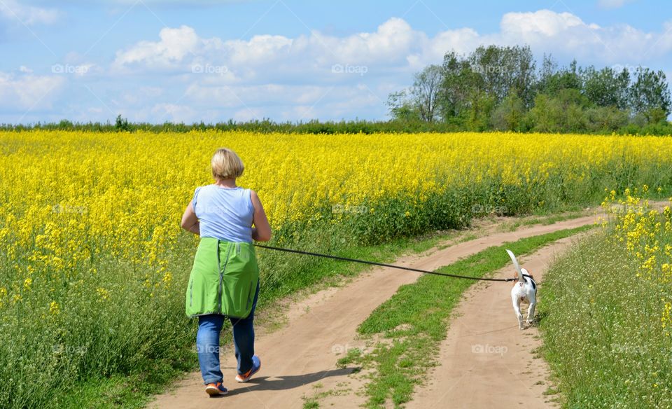 morning walking woman with dog summer beautiful landscape