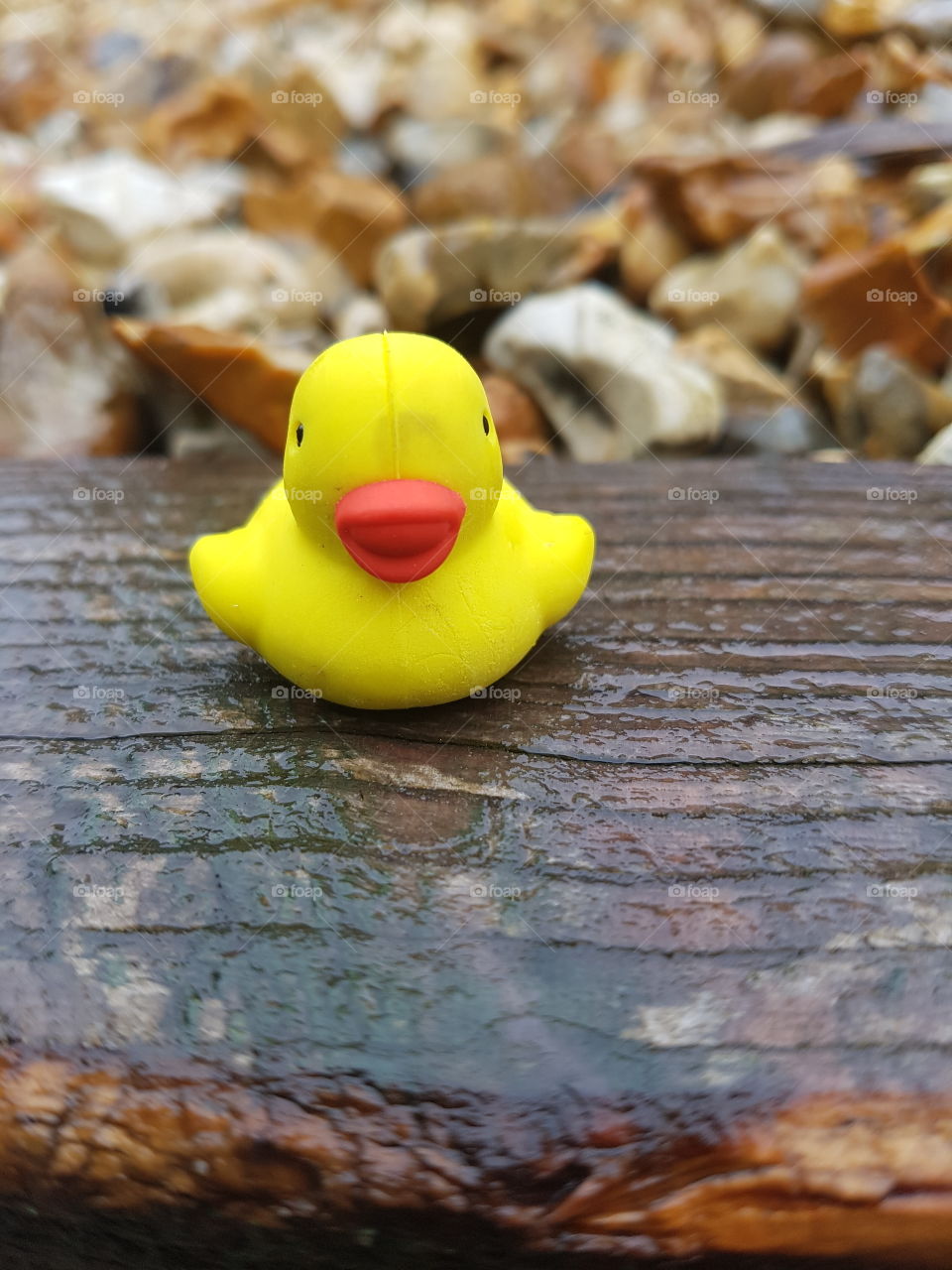 duck