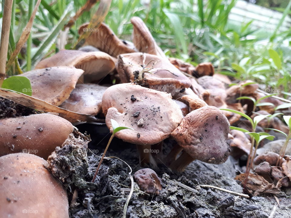 A sprout amongst mushroom caps on mud