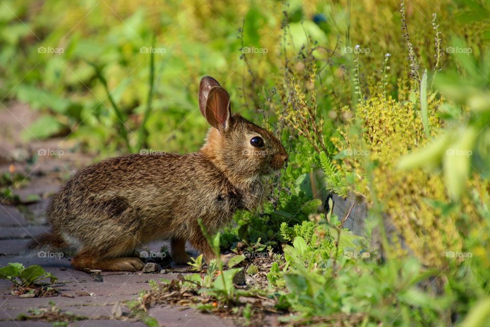 Cute little bunny