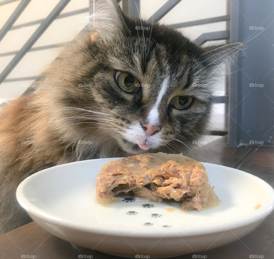Close up photo of a hungry Siberian cat eating wet food on the stairs 