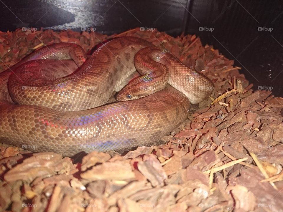 Rainbow boa