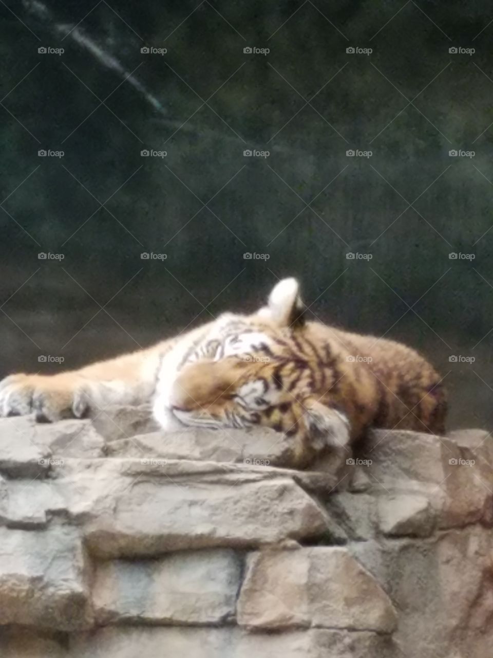 lazy zoo days