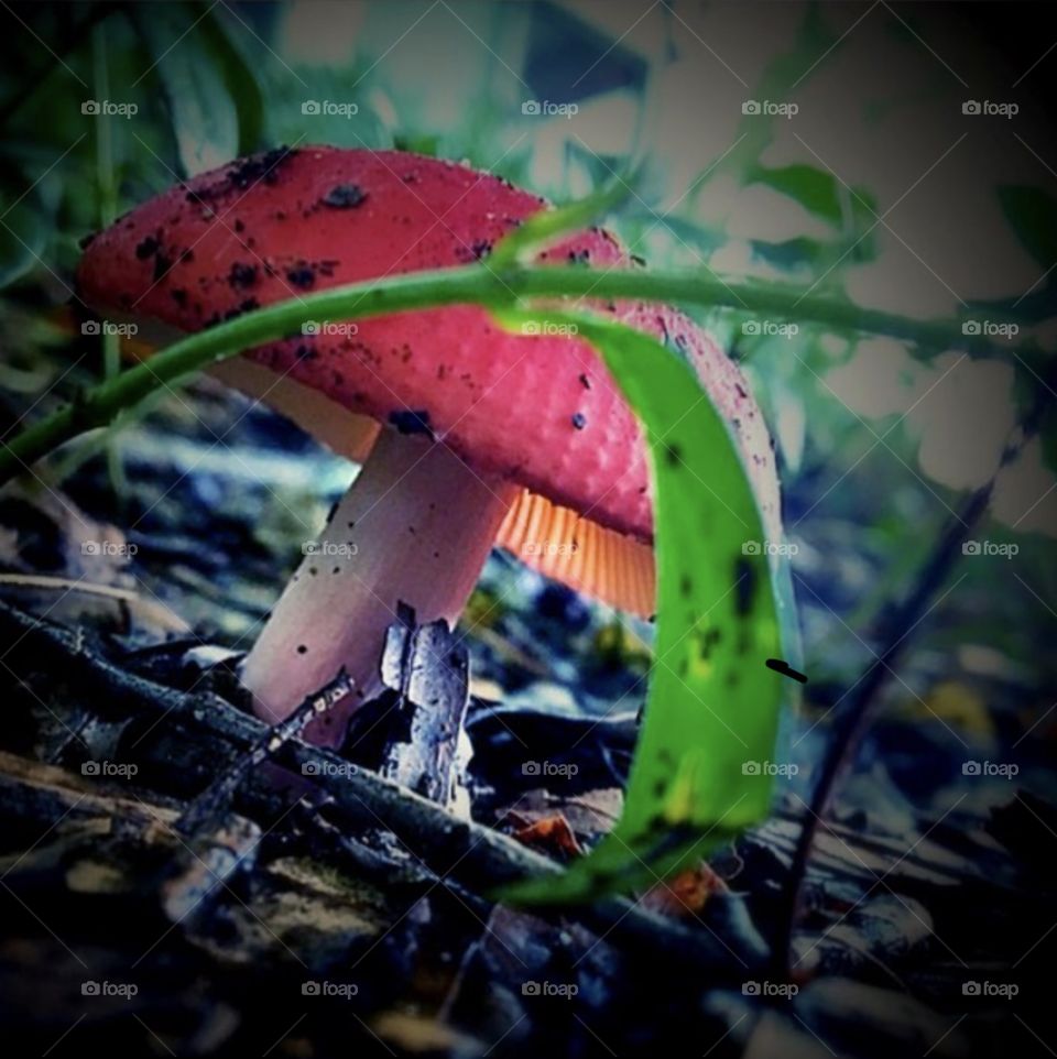 Signs of autumn are everywhere in the woods if NC. This red mushroom stands alone, beautifully and untouched. 