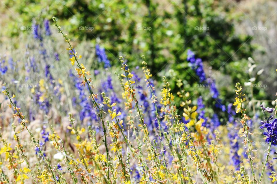 Wildflowers 