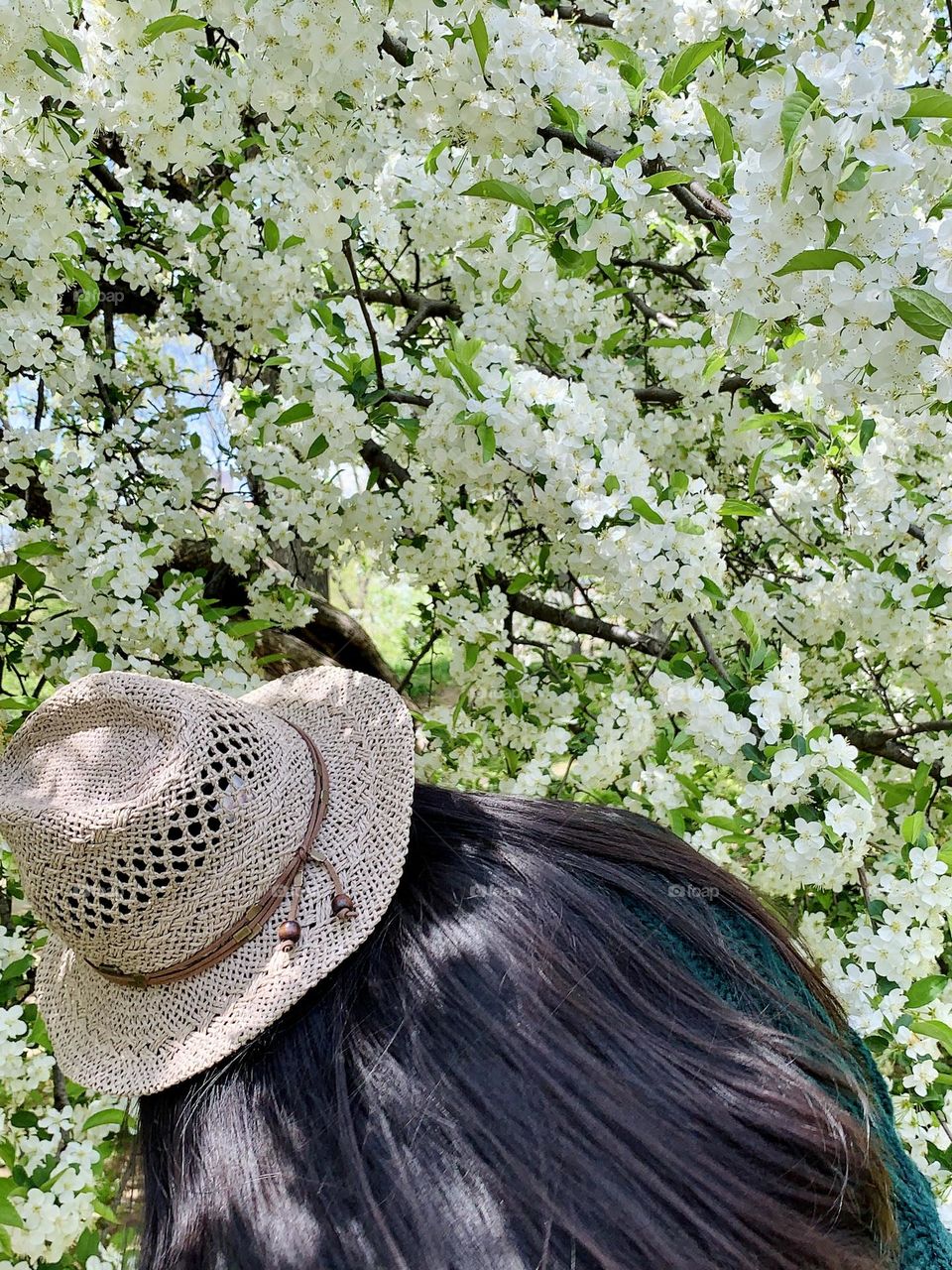 A woman trying to look up the tree