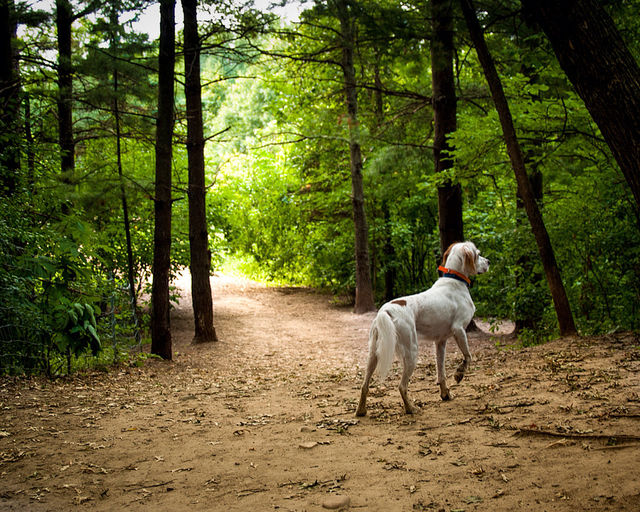 the park in creek by dannyfm
