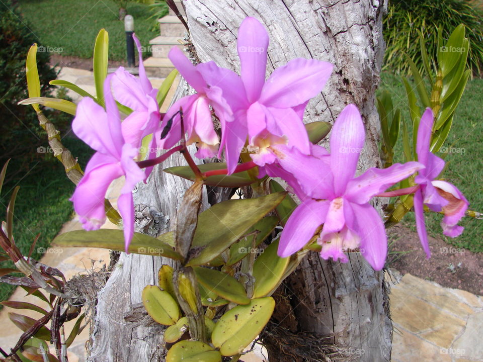 orquídea