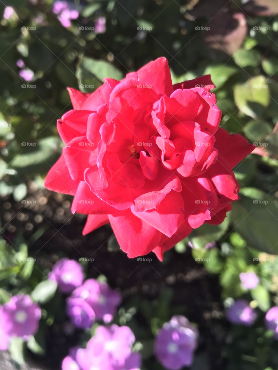 Beautiful pink rose