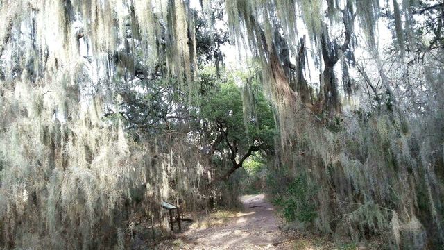 Tree moss