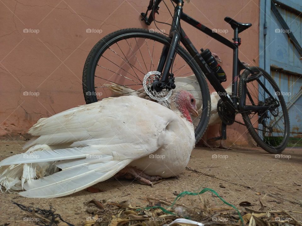 white turkey and bike