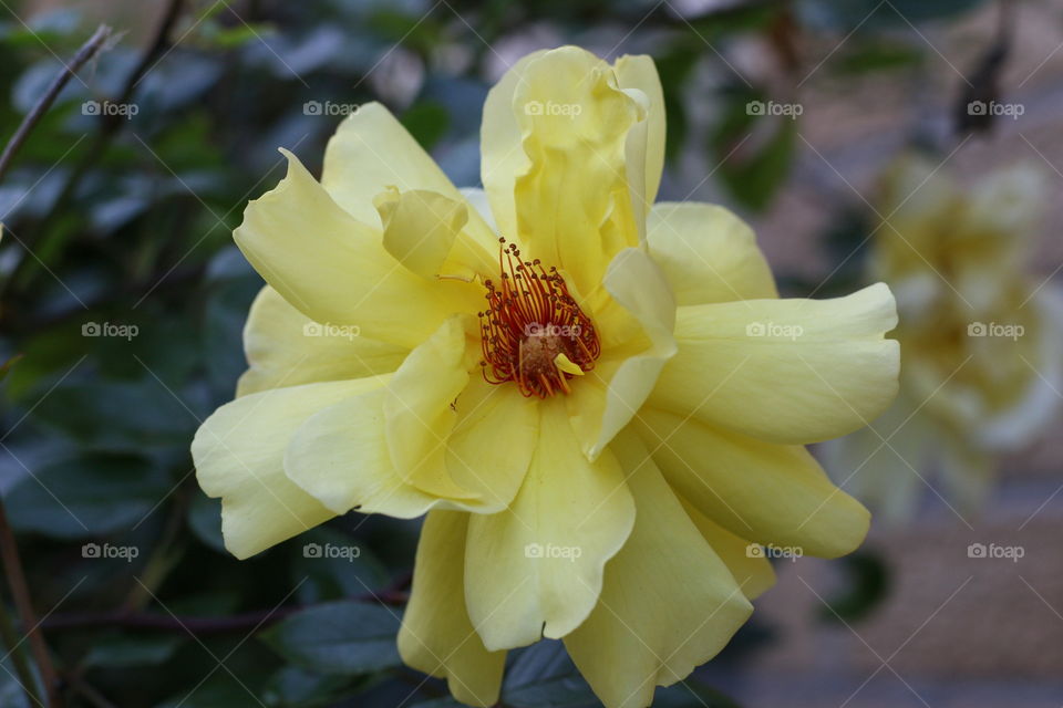 Yellow Rose