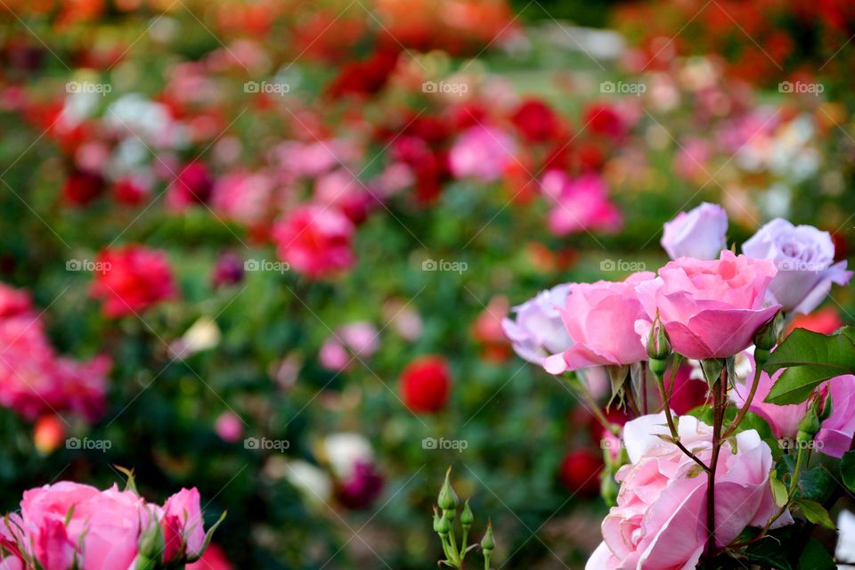 garden full of roses