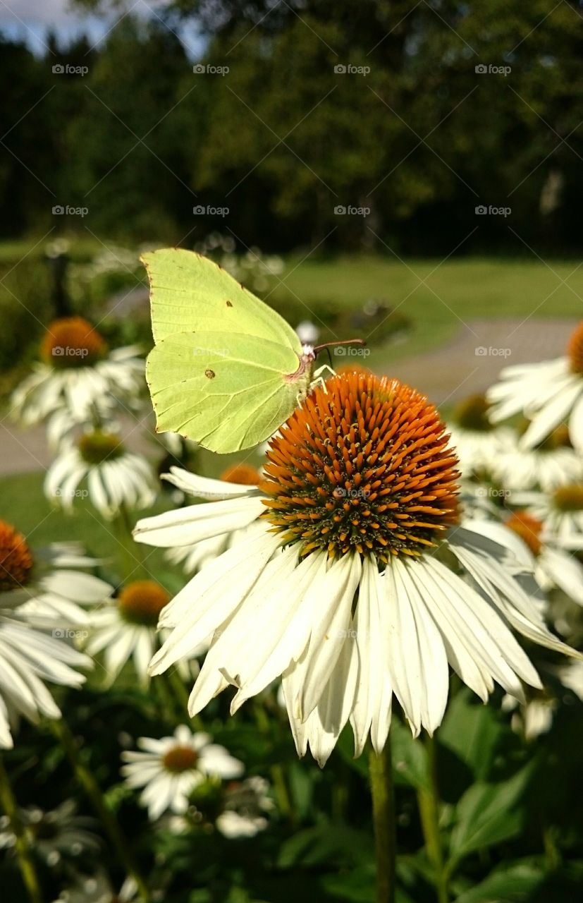 Butterfly on flower