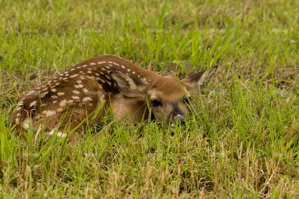 Deer resting on grassy land