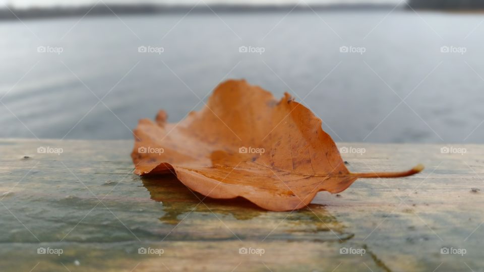 Leaf