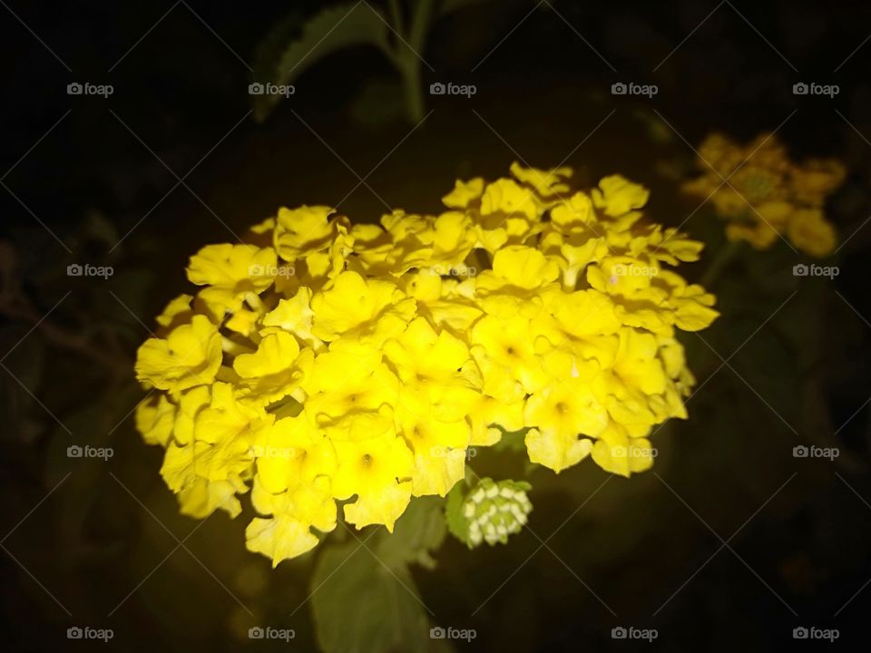 yellow flower