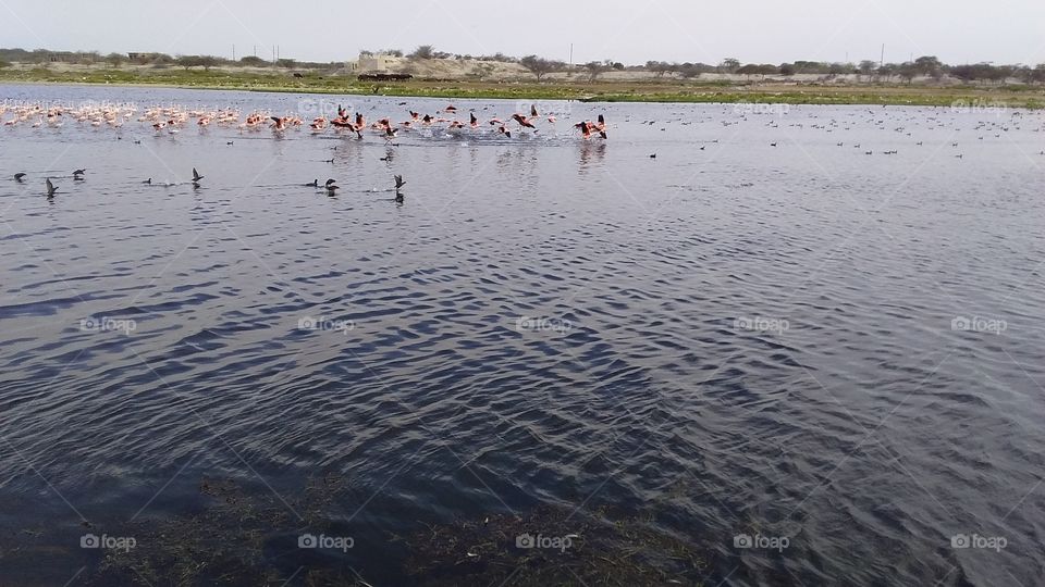 aves en reposo total