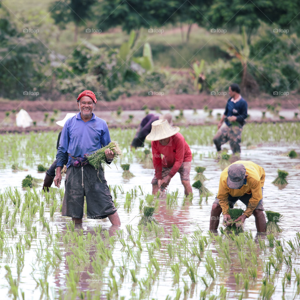 Thai Farmers in Thailand planting rice for the season in Phetchabun province.