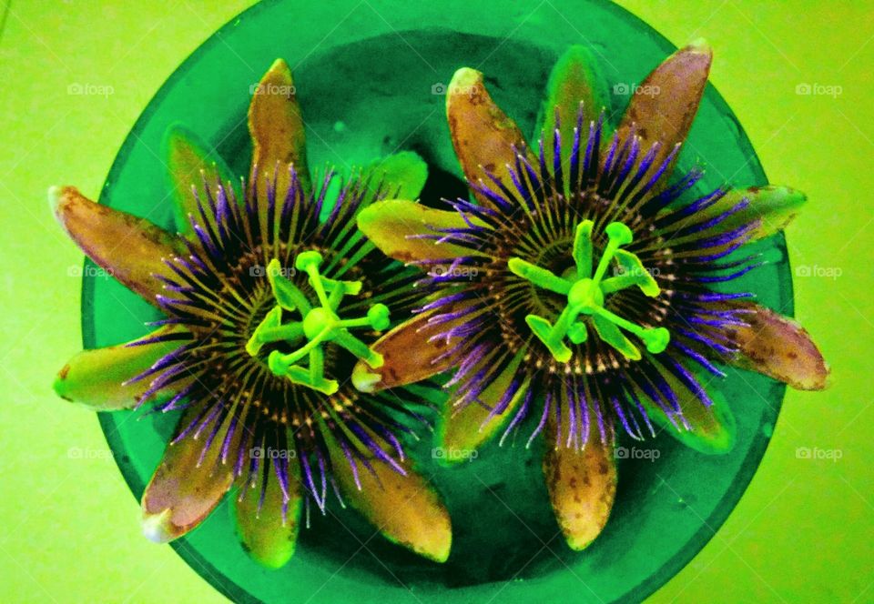 Passion Vine Flowers