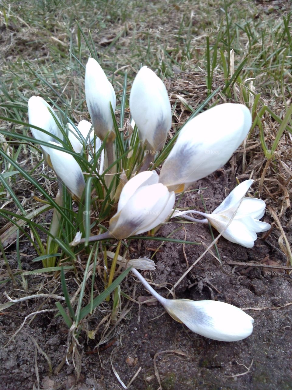 Signs of Spring