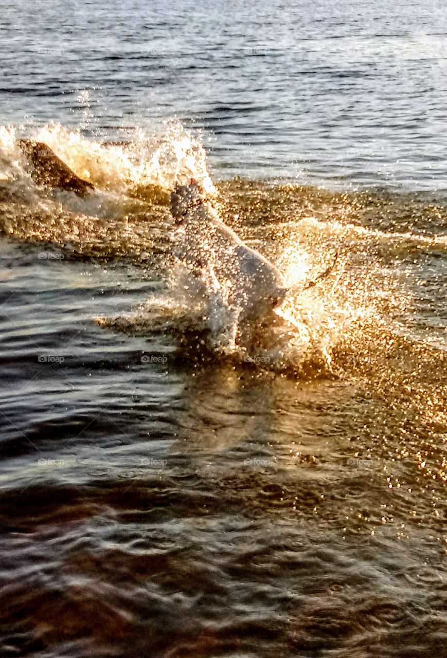 Water Chase