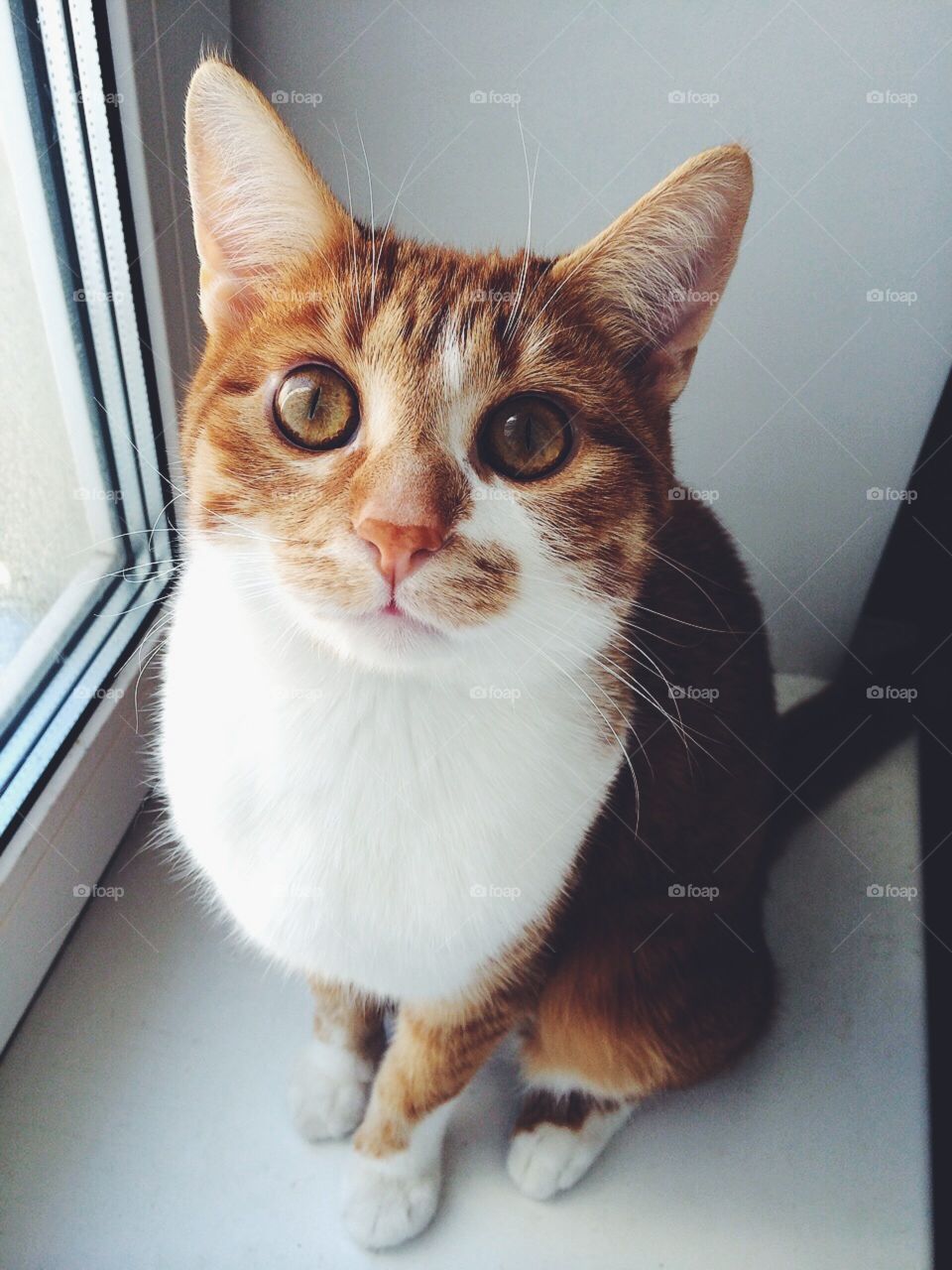 Red cute cat staring at you with his big brown eyes, best animal on the earth