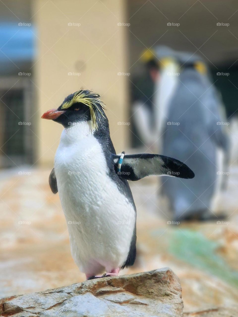 penguins