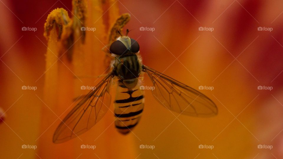 Orange color, an insect 