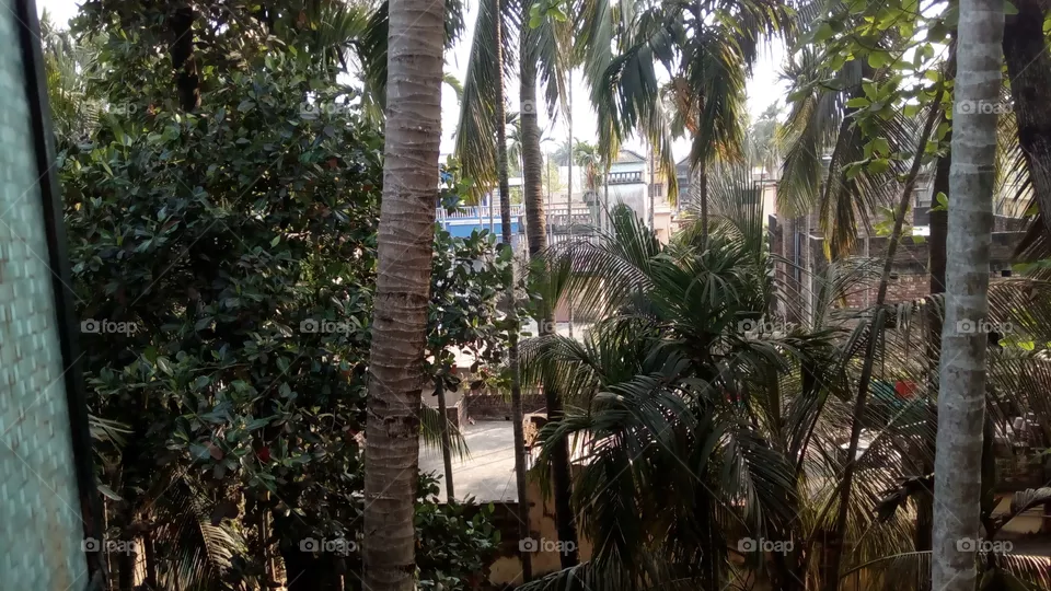garden