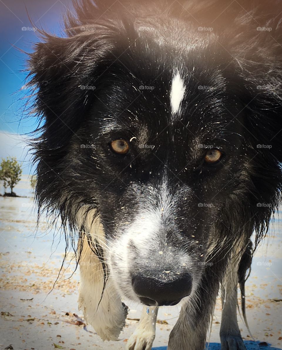 Head shot, closeup, wet border collie 