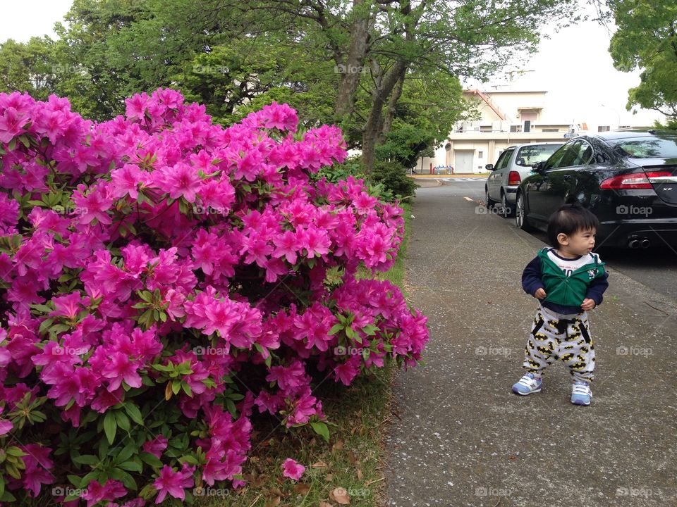 summer in Japan 