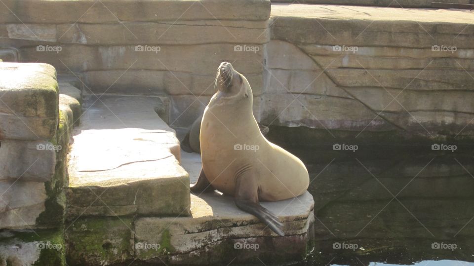 Sea lion 