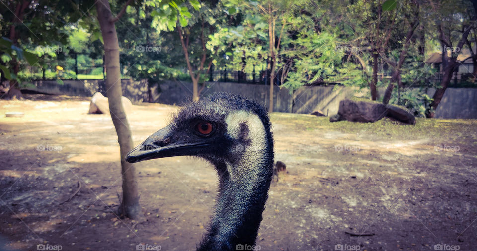 emu