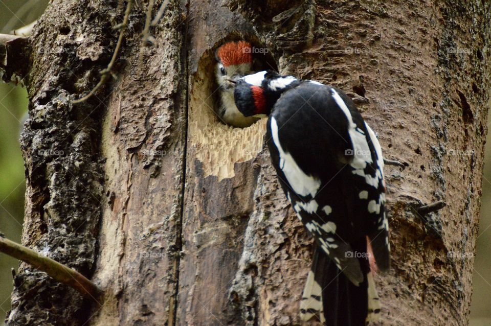 Photo of a woodpecker mom feeding its child