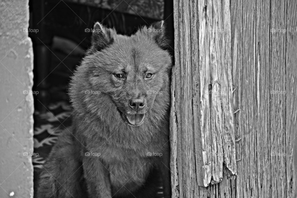 A loyal Chow waits at the entrance for his master to come home - The beauty of black and white - Great black and white photography is all about telling a story, highlighting a subject and expressing emotions, without the distraction of colors